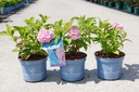 Hydrangea macrophylla Endless Summer® THE ORIGINAL cont. 3L Endless Summer® (pink) +p