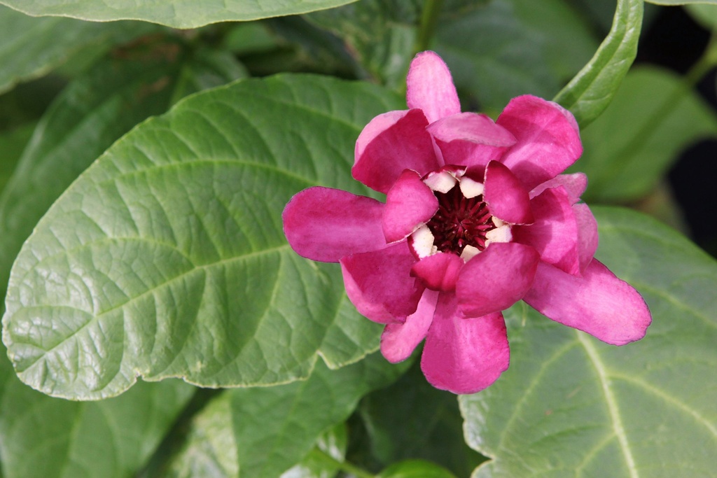 Calycanthus 'Aphrodite' Proven Winners® cont. 90L 200-250 cm +p