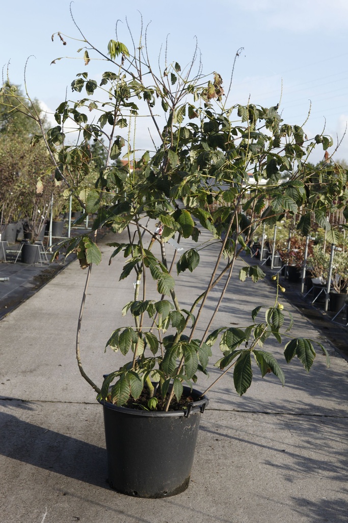 Aesculus parviflora cont. 50L 125-150 cm +p