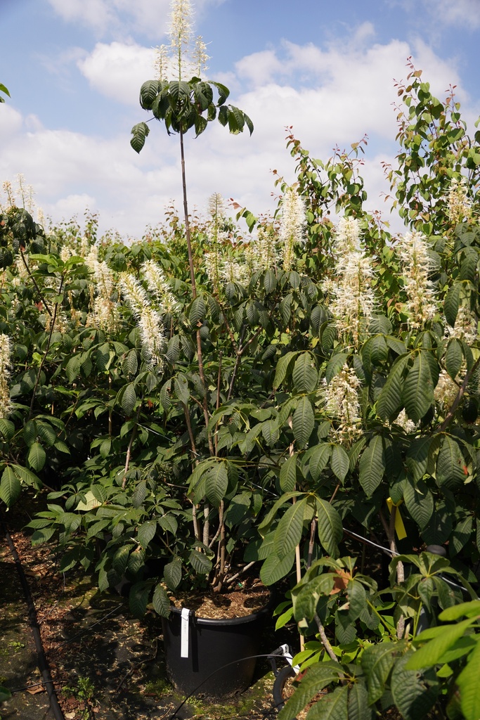 [P] Aesculus parviflora cont. 50L 125-150 cm