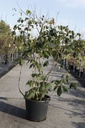 Aesculus parviflora cont. 50L 125-150 cm +p