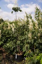 Aesculus parviflora cont. 50L 125-150 cm