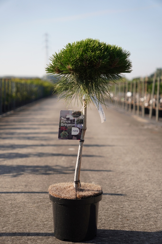 Pinus nigra 'Marie Brégeon' (PBR) cont. 5L 40 cm standard +p