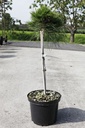 Pinus nigra 'Marie Brégeon' (PBR) cont. 5L 40-50 cm tige +p