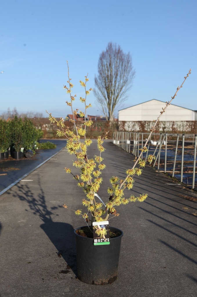 Hamamelis intermedia 'Pallida' cont. 18L 100/+ cm +ф