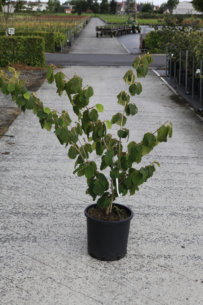 [P] Hamamelis intermedia 'Pallida' cont. 18L 100/+ cm +ф
