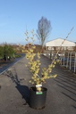 Hamamelis intermedia 'Pallida' cont. 18L 100/+ cm +ф