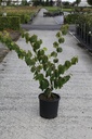 Hamamelis intermedia 'Pallida' cont. 18L 100/+ cm +p
