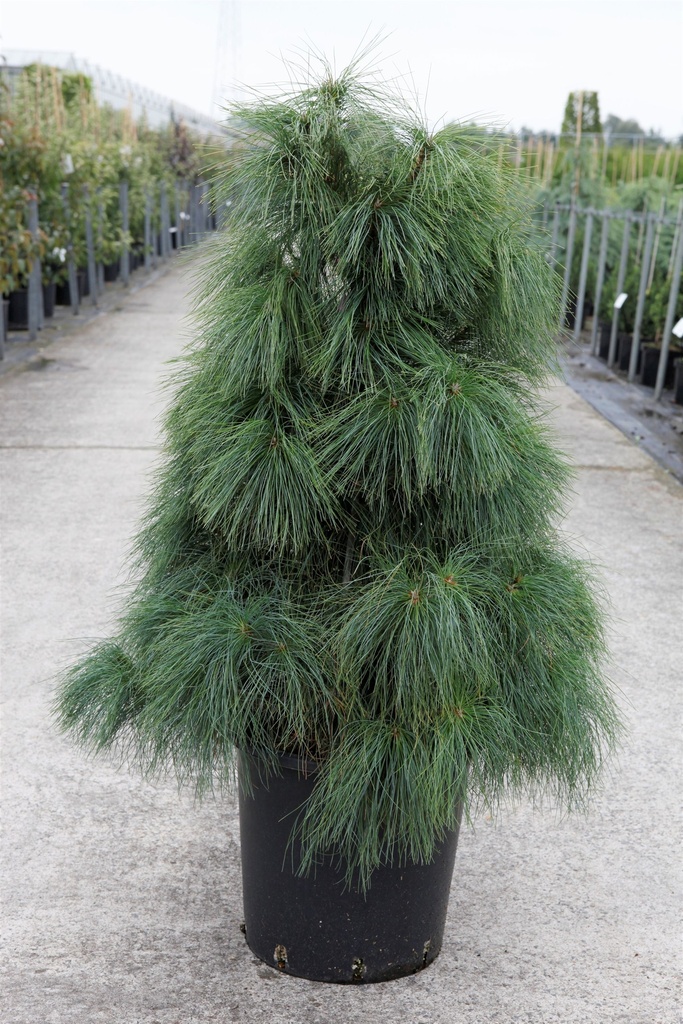 [P] Pinus wallichiana (griffitti) cont. 25L 100/+ cm