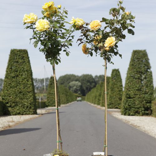 Rosa 'Goldstar' cont. 7L haut 100 cm tige +p