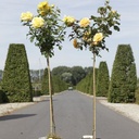 Rosa 'Goldstar' cont. 7L haut 100 cm tige +p