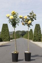 Rosa 'Goldstar' cont. 7L high 100 cm standard +p