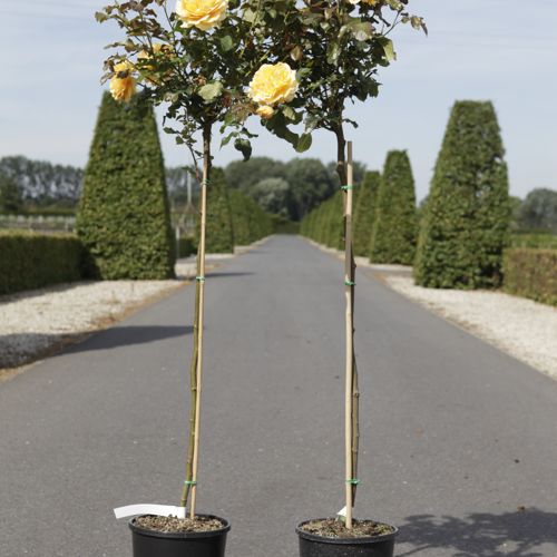 [P] Rosa 'Amber Queen®' cont. 7L haut 100 cm tige +p