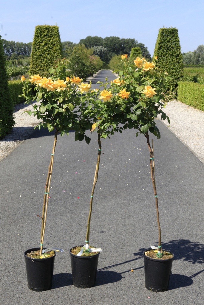 [P] Rosa 'Mellgold' Kont. 7L hoch 100 cm Stamm +B