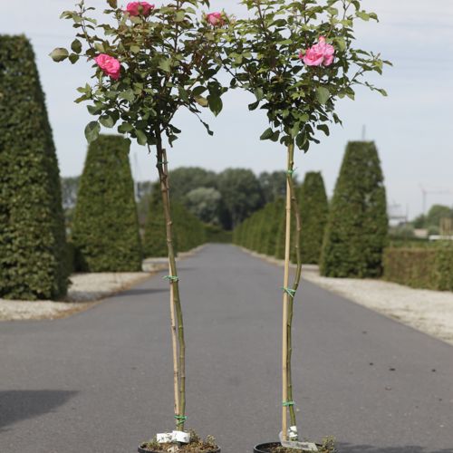 [P] Rosa 'Mellgold' cont. 7L hoch 100 cm Stamm +B