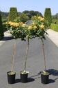 Rosa 'Mellgold' Kont. 7L hoch 100 cm Stamm +B