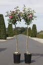 Rosa 'Mellgold' cont. 7L high 100 cm standard +p