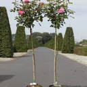 Rosa 'Mellgold' cont. 7L hoch 100 cm Stamm +B