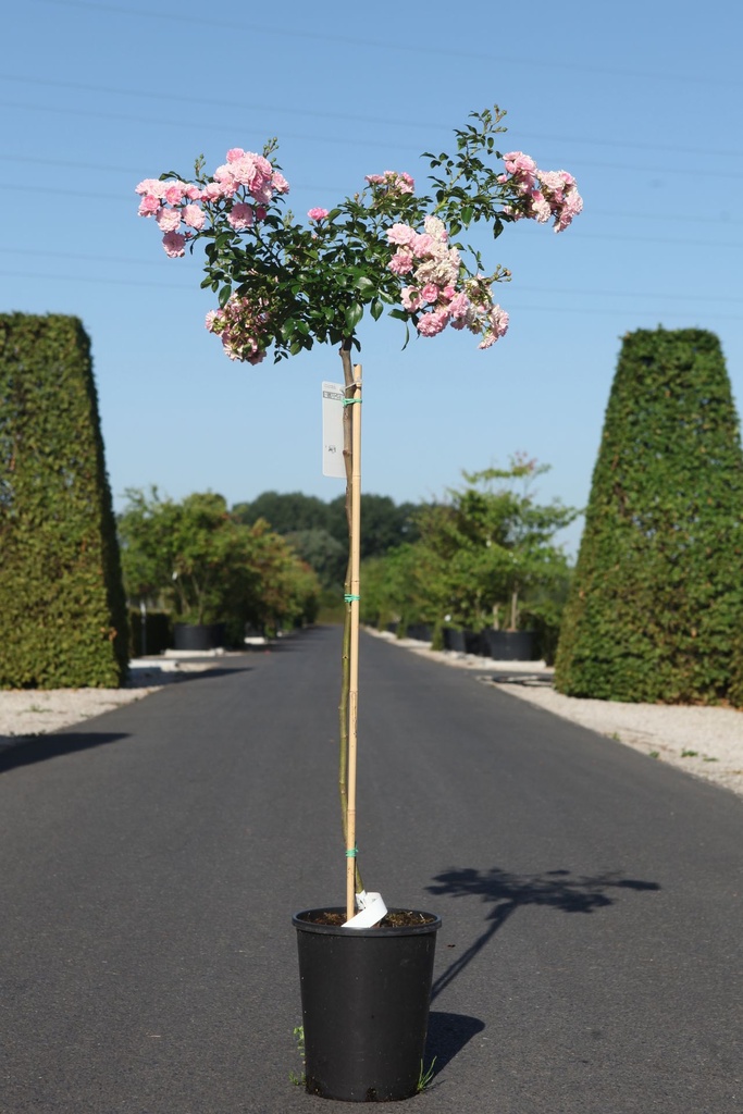 [P] Rosa 'The Fairy' cont. 7L haut 100 cm tige +p
