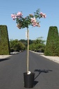 Rosa 'The Fairy' cont. 7L high 100 cm standard +p