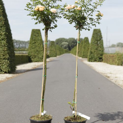 [P] Rosa 'Sweety' cont. 7L hoch 100 cm Stamm +B