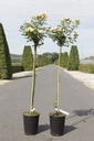 Rosa 'Sweety' cont. 7L high 100 cm standard +p