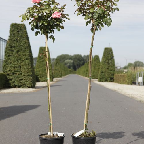 [P] Rosa 'Kimono' cont. 7L hoch 100 cm Stamm +B