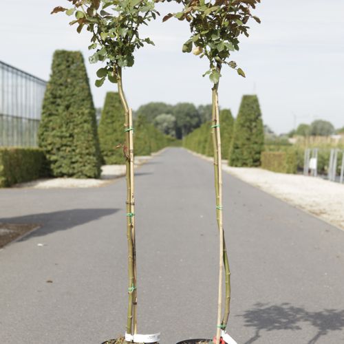 [P] Rosa 'Nina Weibull' cont. 7L high 100 cm standard +p