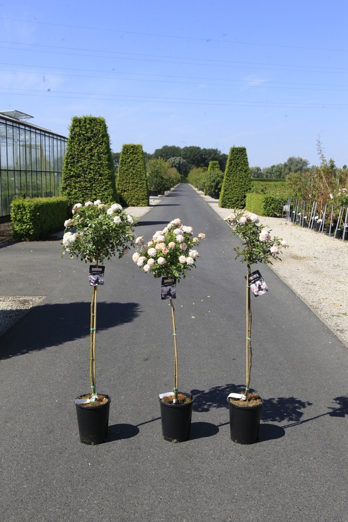 Rosa 'Cicero® (Bonica)' cont. 7L выс. 100 cm штамб +ф
