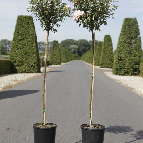 [P] Rosa 'Cicero® (Bonica)' cont. 7L hoch 100 cm Stamm +B