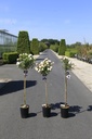 Rosa 'Cicero® (Bonica)' cont. 7L выс. 100 cm штамб +ф