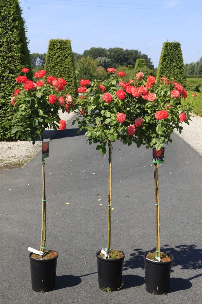 [P] Rosa 'Marieken' cont. 7L выс. 100 cm штамб +ф