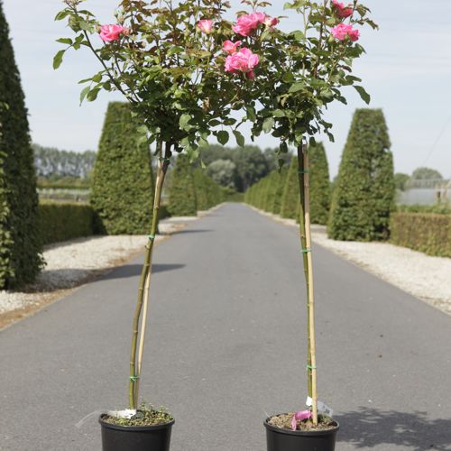 [P] Rosa 'Marieken' cont. 7L haut 100 cm tige +p