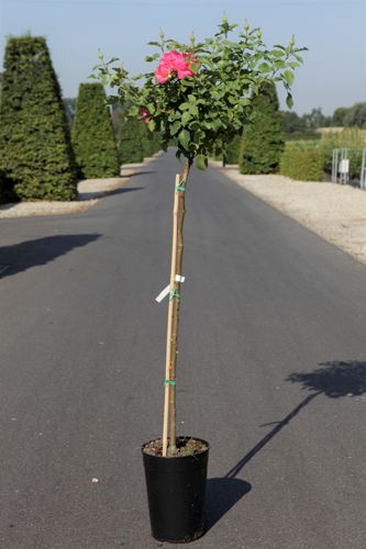 [P] Rosa 'Melrose' cont. 7L haut 100 cm tige +p