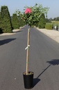 Rosa 'Melrose' cont. 7L high 100 cm standard +p
