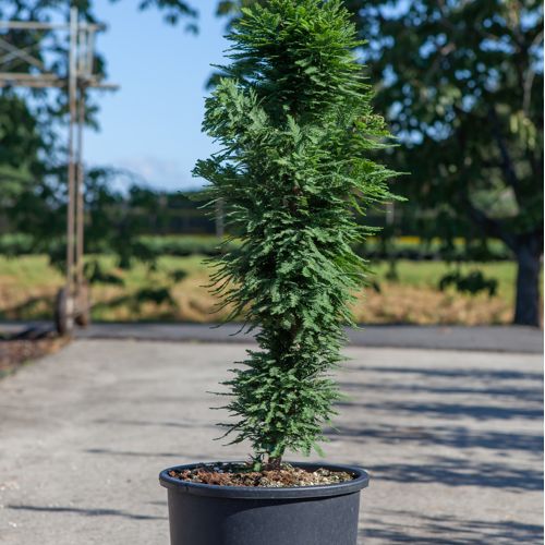 Taxodium distichum 'Pevé Minaret' cont. 12L 50-60 cm