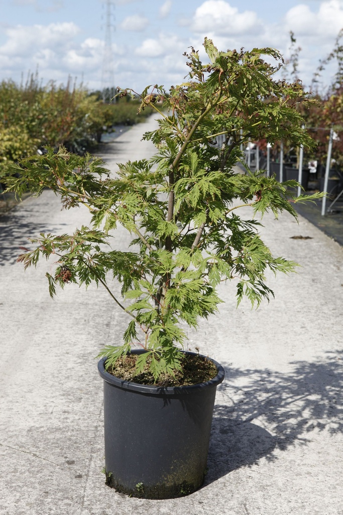 [P] Acer japonicum 'Aconitifolium' cont. 25L 100/+ cm