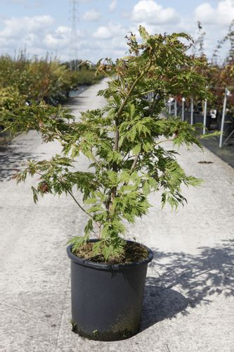 [P] Acer japonicum 'Aconitifolium' cont. 25L 100/+ cm
