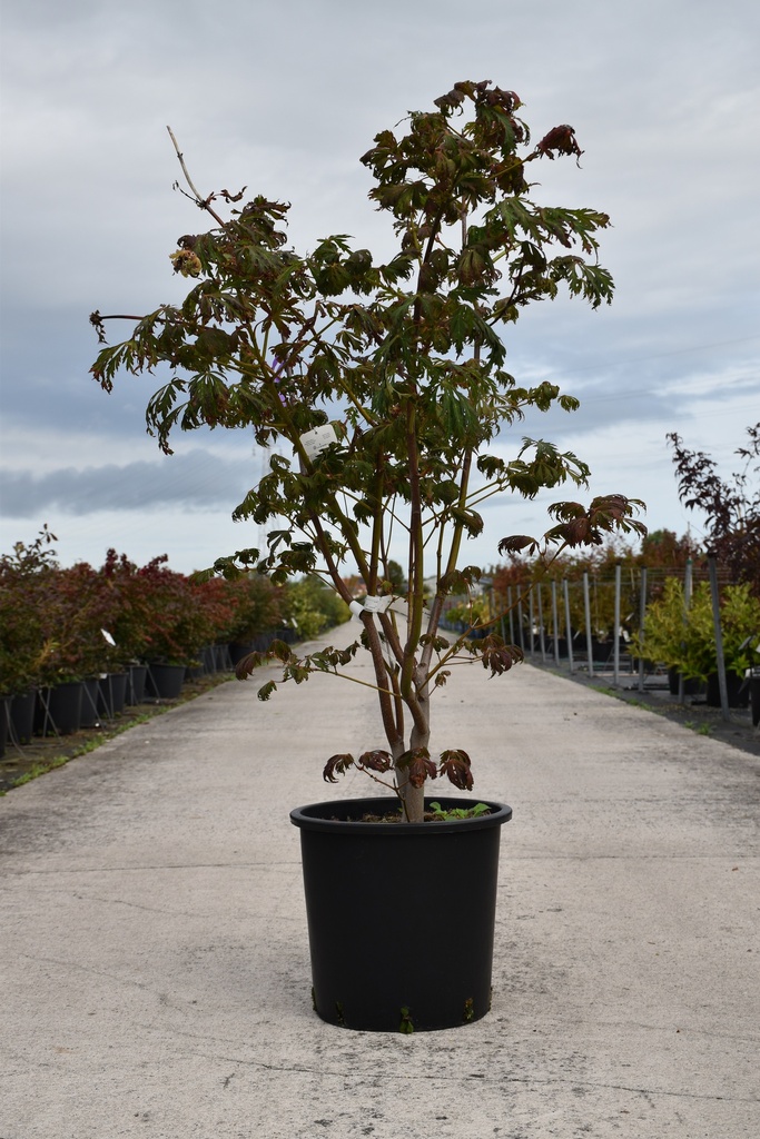 [P] Acer japonicum 'Aconitifolium' cont. 25L 100/+ cm