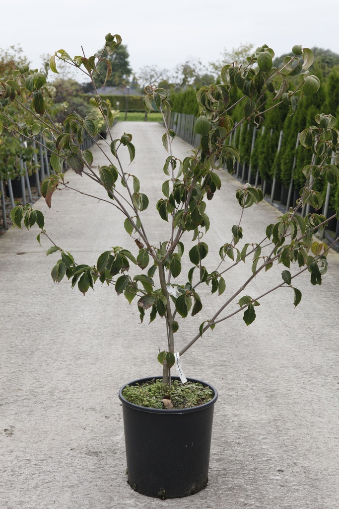 Cornus kousa 'Wieting's Select' cont. 18L 125/+ cm +f