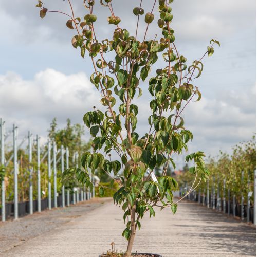 [P] Cornus kousa 'Wieting's Select' cont. 18L 150/+ cm
