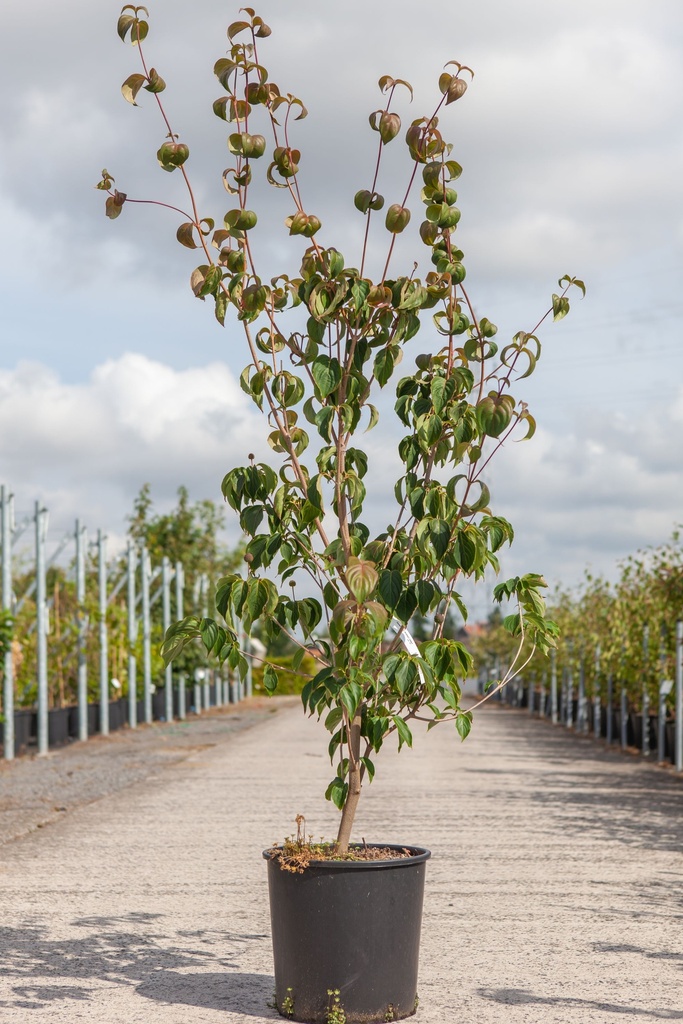 [P] Cornus kousa 'Wieting's Select' cont. 18L 150/+ cm