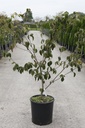 Cornus kousa 'Wieting's Select' cont. 18L 125/+ cm +f