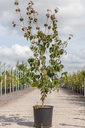 Cornus kousa 'Wieting's Select' cont. 18L 150/+ cm