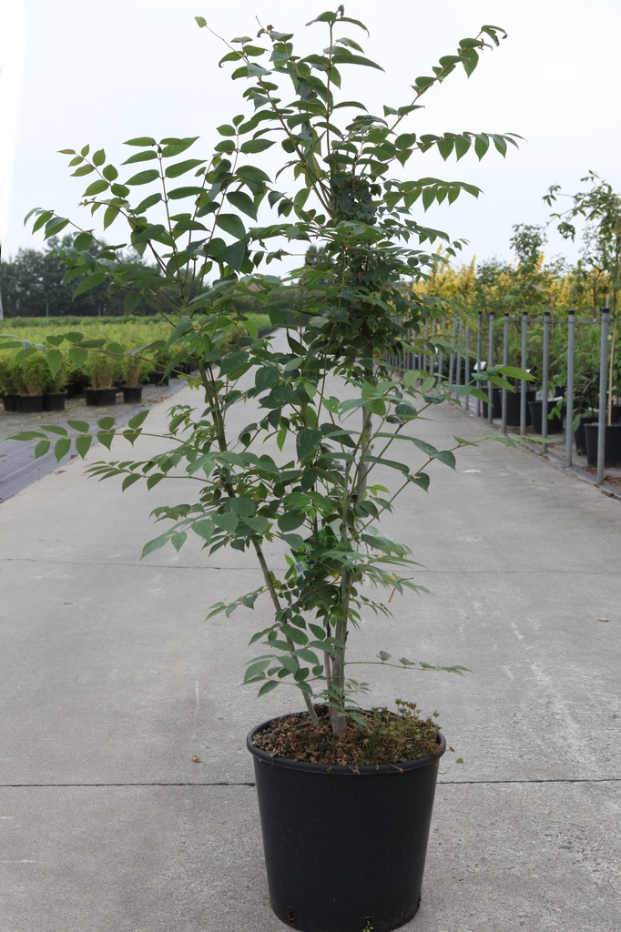 Decaisnea fargesii cont. 12L 80-100 cm +p