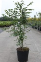 Decaisnea fargesii cont. 12L 80-100 cm +p