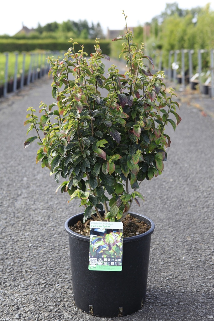 [P] Parrotia persica PERSIAN SPIRE (PBR) cont. 12L 80-100 cm +ф