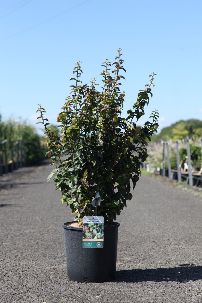 Parrotia persica PERSIAN SPIRE (PBR) cont. 12L 80-100 cm +ф