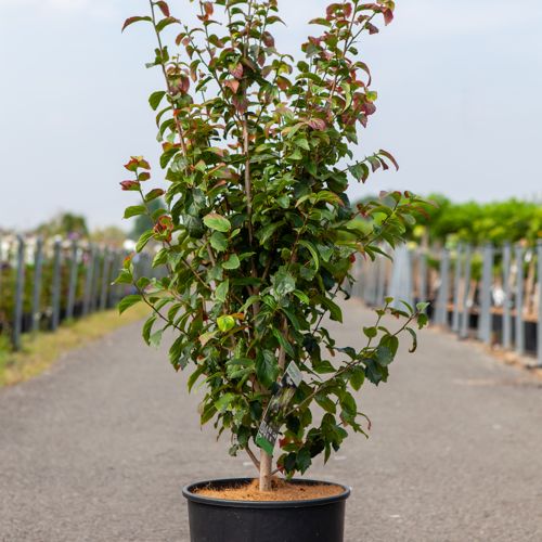 [P] Parrotia persica PERSIAN SPIRE (PBR) cont. 12L 80-100 cm +B