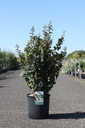 Parrotia persica PERSIAN SPIRE (PBR) cont. 12L 80-100 cm +ф